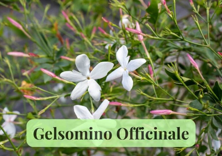 gelsomino-officinale