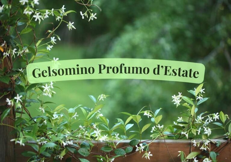 Gelsomino Profumo d’estate