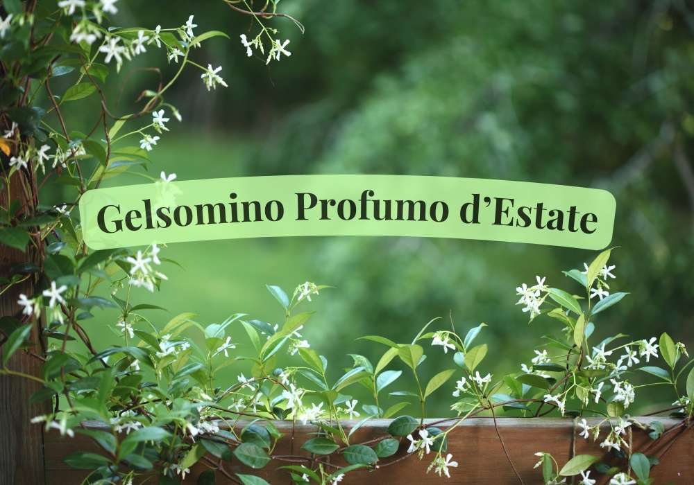 Gelsomino Profumo d’estate