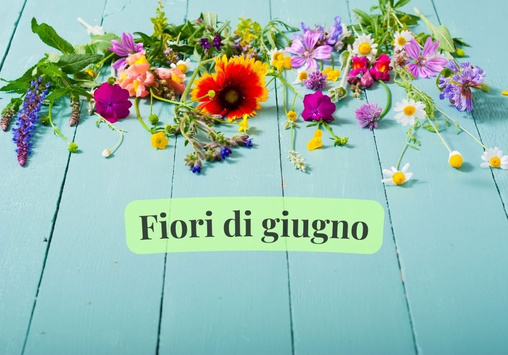 fiori di giugno